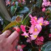 Begonia 'Rose F1'