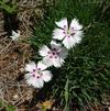 Dianthus 'Mountain Frost Twinkle Pink'