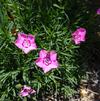 Dianthus 'Mountain Frost Pink Carpet'