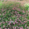 Bidens ferulifolia 'Pretty in Pink'