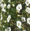 Calibrachoa hybrid 'Superbells White'