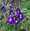 Verbena hybrid 'Trailing Purple w/ Eye'