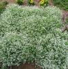 Euphorbia 'Crystal White'