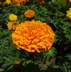 Marigold 'Little Duck Orange'