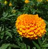 Marigold 'Taishan Orange'