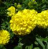 Marigold 'Taishan Yellow'