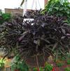 Ipomoea 'South of the Boarder Black Beans'