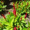 Celosia plumosa 'First Flame Scarlet'