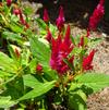 Celosia plumosa 'First Flame Red'