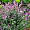 Celosia argentea 'Asian Garden'