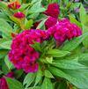 Celosia 'Twisted Red Imp'