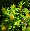 Celosia plumosa 'First Flame Yellow'