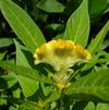 Celosia 'Twisted Yellow'