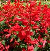 Salvia 'Grandstand Red'