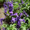 Salvia 'Cathedral Purple'
