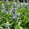 Salvia 'Cathedral Sky Blue'