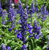 Salvia 'Cathedral Deep Blue'