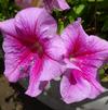 Petunia grandiflora 'F1 Tritunia Pink Veined'