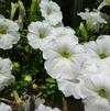 Petunia 'Capella White'