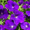 Petunia 'Cascadias Blue Omri'