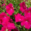Petunia 'Trailing Radiance Neon Rose'