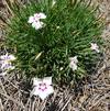 Dianthus 'Mountain Frost Twinkle White'