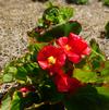 Begonia x hybrida 'Tophat Scarlet'