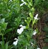 Salvia greggii 'Mirage White'
