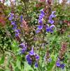 Salvia nemorosa 'Blue by You'