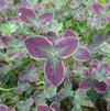 Trifolium 'Limerick Estelle'
