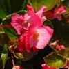 Begonia 'Megawatt Rose Bronze Leaf'