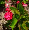 Begonia 'Megawatt Rose Green Leaf Improved'