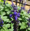 Salvia interspecific 'Big Blue'
