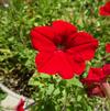 Petunia 'Easy Wave Red Improved'