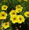 Calibrachoa 'MiniFamous Uno Yellow'