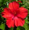 Hibiscus 'Hollywood First to Arrive'