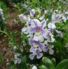 Angelonia 'Alonia Bicolor Violet'
