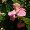Begonia x hybrida 'Tophat Pink'