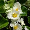 Begonia x hybrida 'Tophat White'