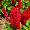 Celosia plumosa 'Bright Sparks Scarlet'
