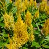 Celosia plumosa 'Bright Sparks Bright Yellow'