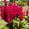 Celosia plumosa 'Bright Sparks Deep Rose'
