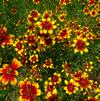 Coreopsis rosea 'Satin & Lace Red Tapestry'