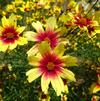 Coreopsis 'Little Bang Red Enchanted Eve'