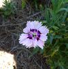 Dianthus '18OS04 - Trial Entry'