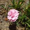 Dianthus 'Sunflor Pink Faganza'
