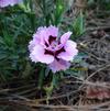 Dianthus 'Constant Beauty Pink Red'