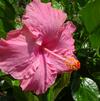 Hibiscus 'Hollywood Jolly Polly'