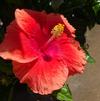 Hibiscus 'Hollywood First to Flirt'