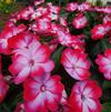 Impatiens 'New Guinea Harmony Radiance Hot Pink'